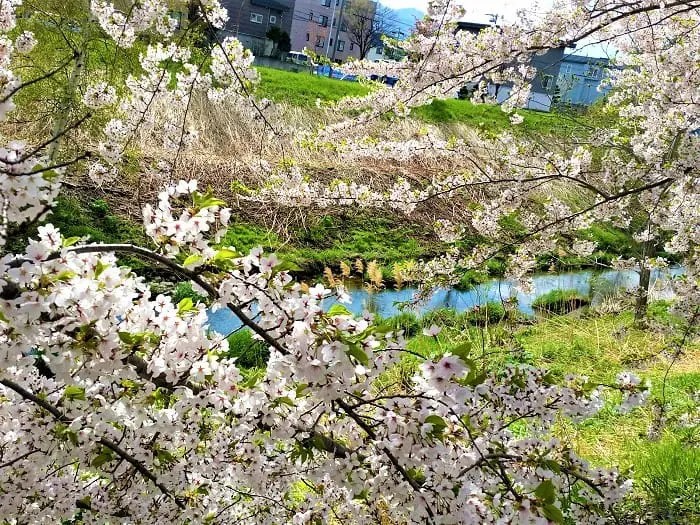 新川桜並木　川と桜