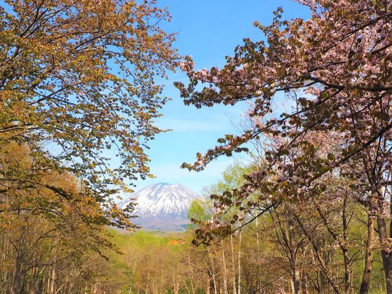 【ニセコ町】曽我森林公園の桜