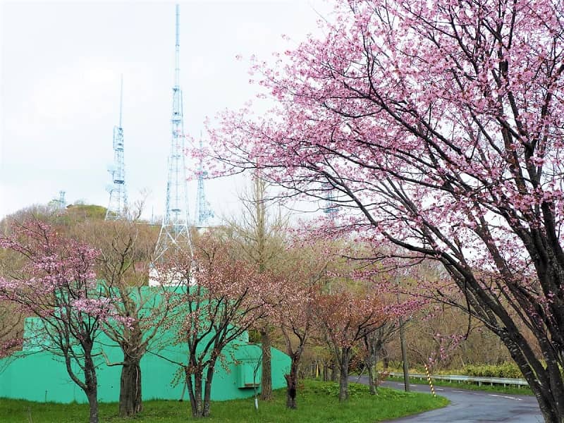 測量山唐松平の桜