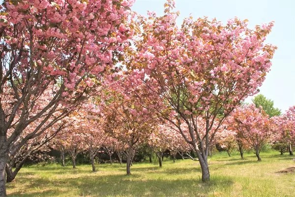 祝津臨海公園の桜