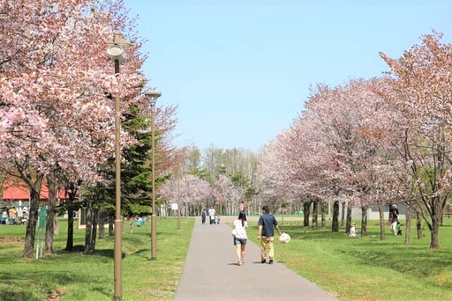 春光台公園（しゅんこうだいこうえん）の桜