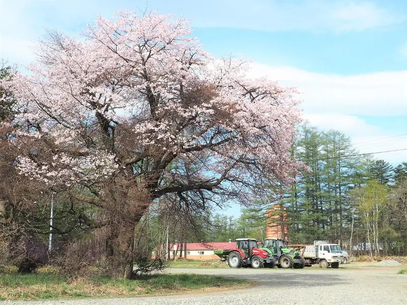 【大樹町】十勝育成牧場の百年桜