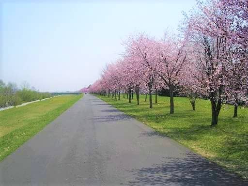 十勝川堤防の桜