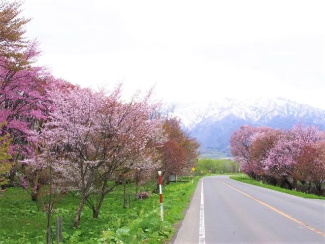 【富良野市】東大演習林樹木園の桜情報