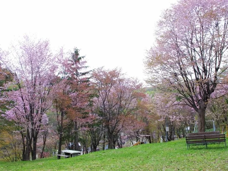 ⑧【歌志内市】歌志内公園の桜情報