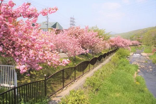 鷲別川沿いの桜並木