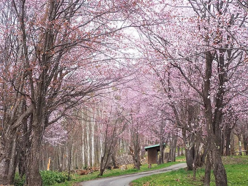 【名寄市】弥生公園