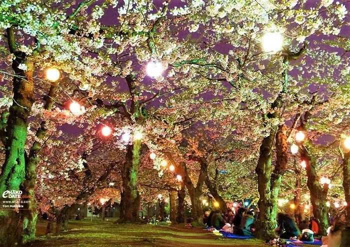 五稜郭公園　夜桜ライトアップ