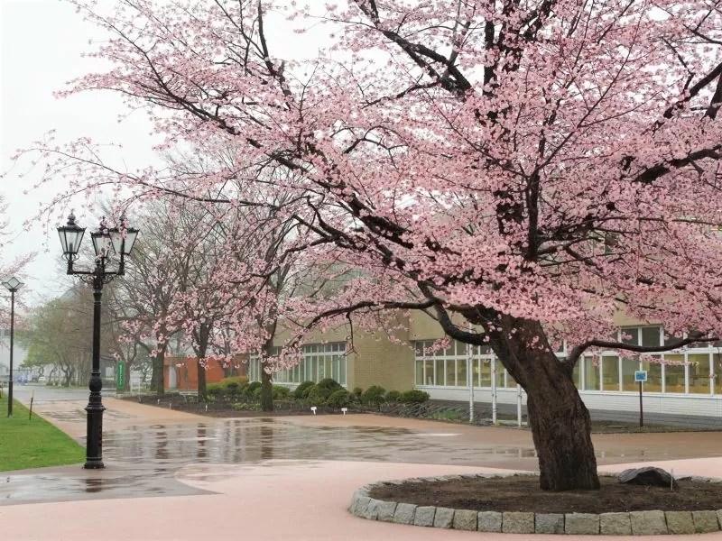 ②【苫小牧市】苫小牧市民文化公園・出光カルチャーパークの桜