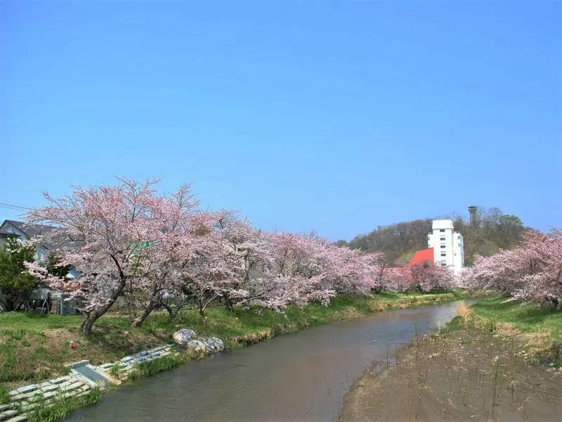 ⑥【伊達市】気門別川の桜