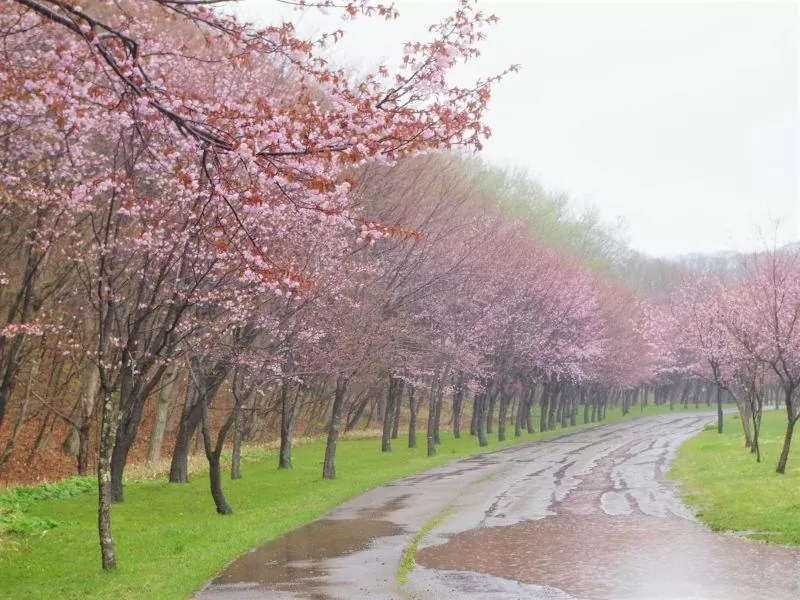 ①【苫小牧市】緑ヶ丘公園の桜