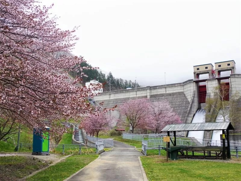 【様似町】様似ダム公園の桜