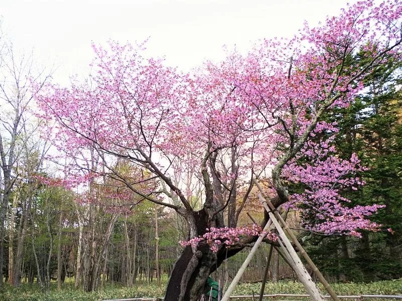 【えりも町】庶野さくら公園の桜