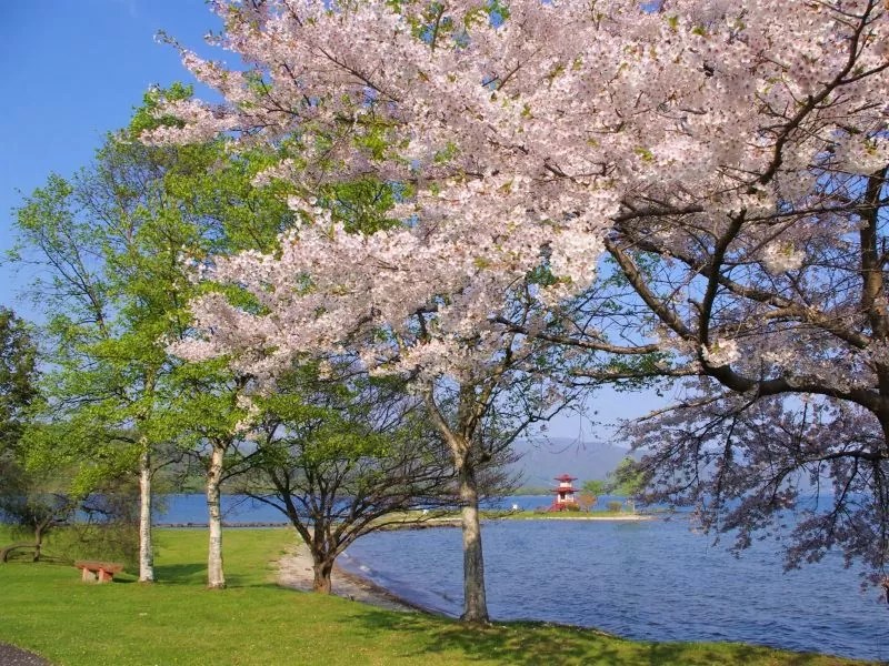 ④【洞爺湖町】浮見堂公園の桜