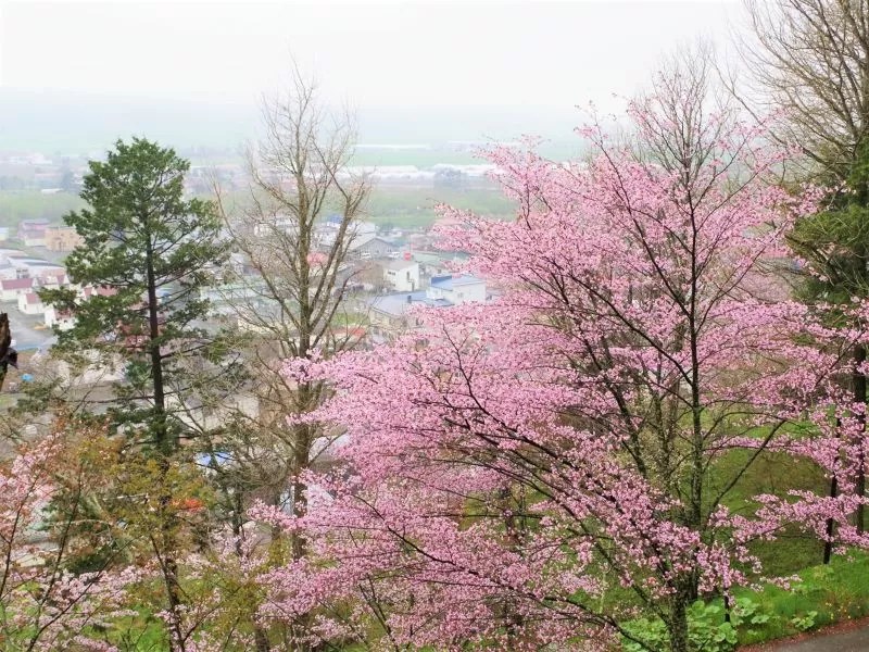 【新ひだか町(旧三石町)】歌笛神社の桜