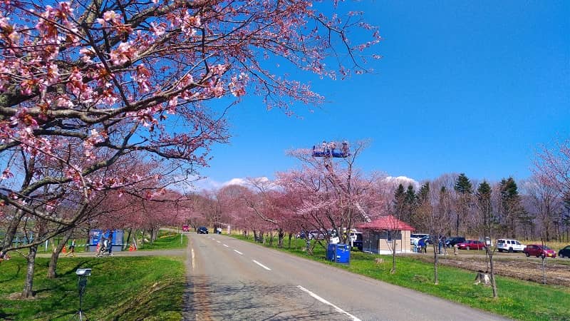【浦河町】優駿桜ロード（西舎桜並木）の桜