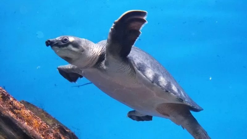 新さっぽろサンピアザ水族館