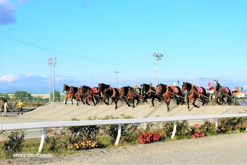 ばんえい競馬