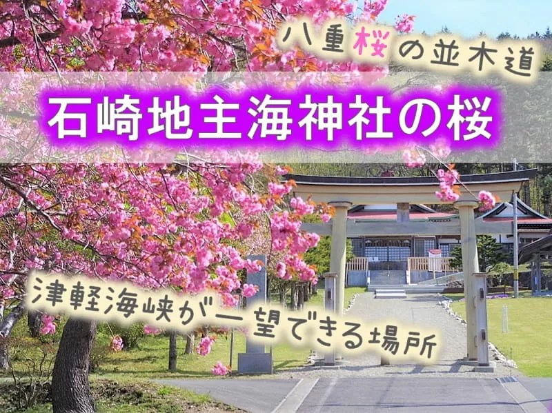 石崎地主海神社の桜