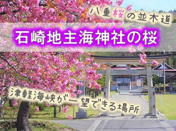 函館／石崎地主海神社の桜