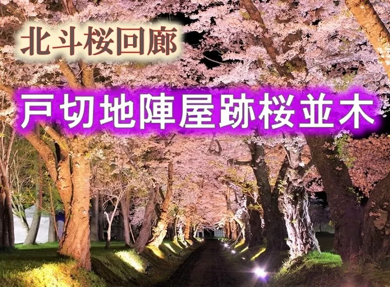 松前藩戸切地陣屋跡桜並木