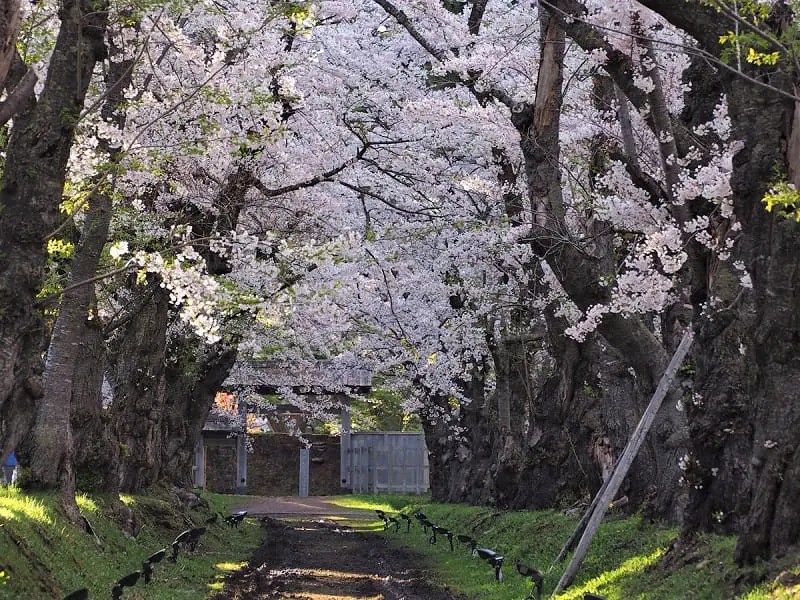 松前藩戸切地陣屋跡桜並木の基本情報