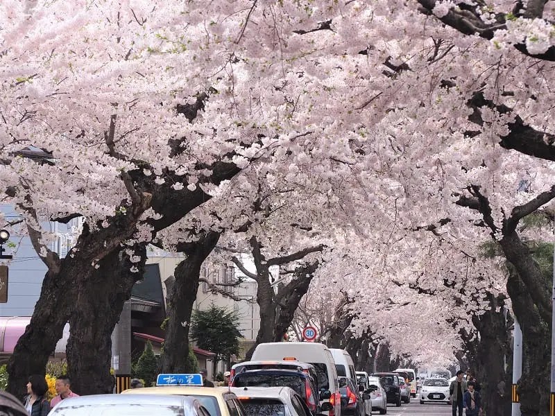 函館・桜が丘通り