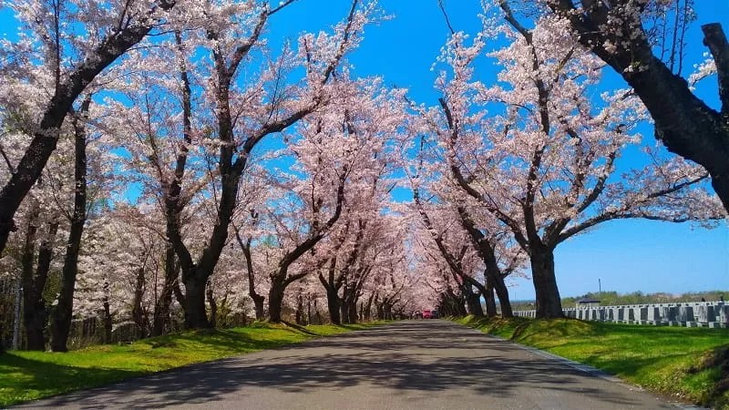 ①【石狩市】戸田記念墓地公園の桜