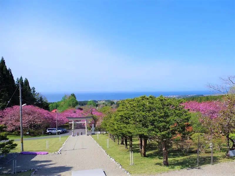 津軽海峡と桜