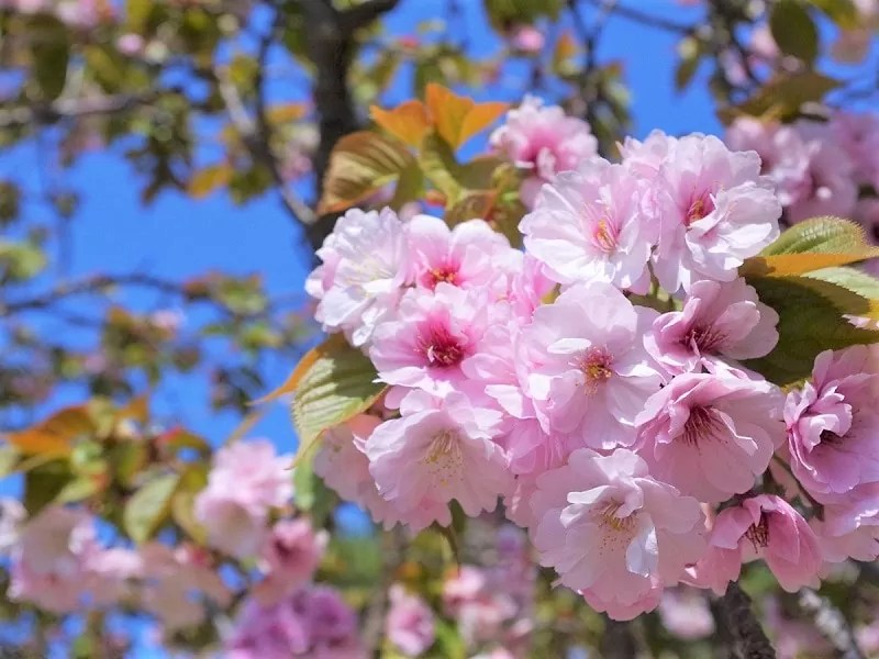 石崎地主海神社の八重桜