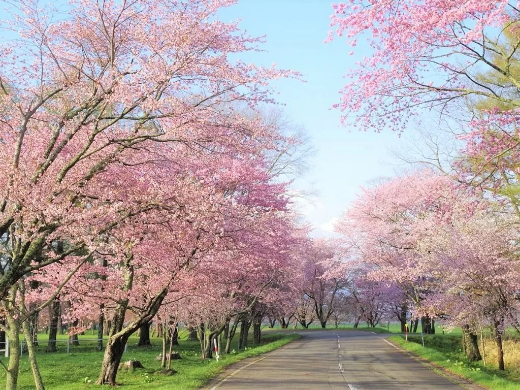 【優駿さくらロード】浦河桜まつりはいつ？静内に負けない桜に並木はライトアップも楽しめる！