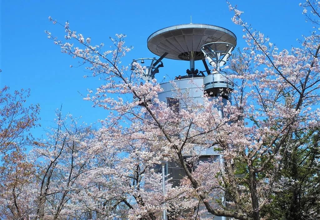 【美唄市】東明公園の桜は日本最北のソメイヨシノが咲く公園！