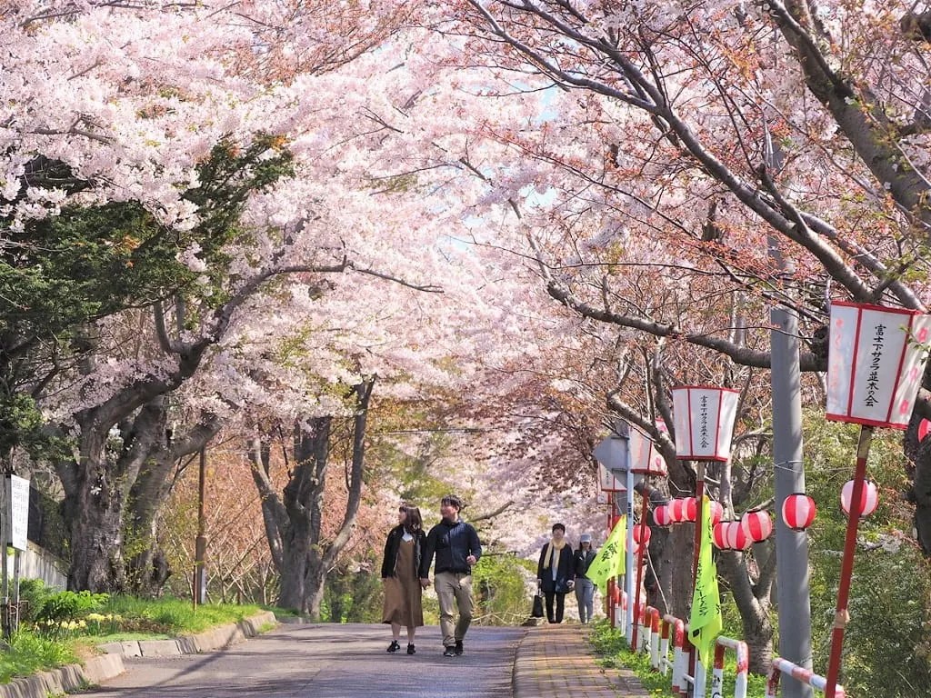 【室蘭 桜の名所】母恋富士下桜並木！