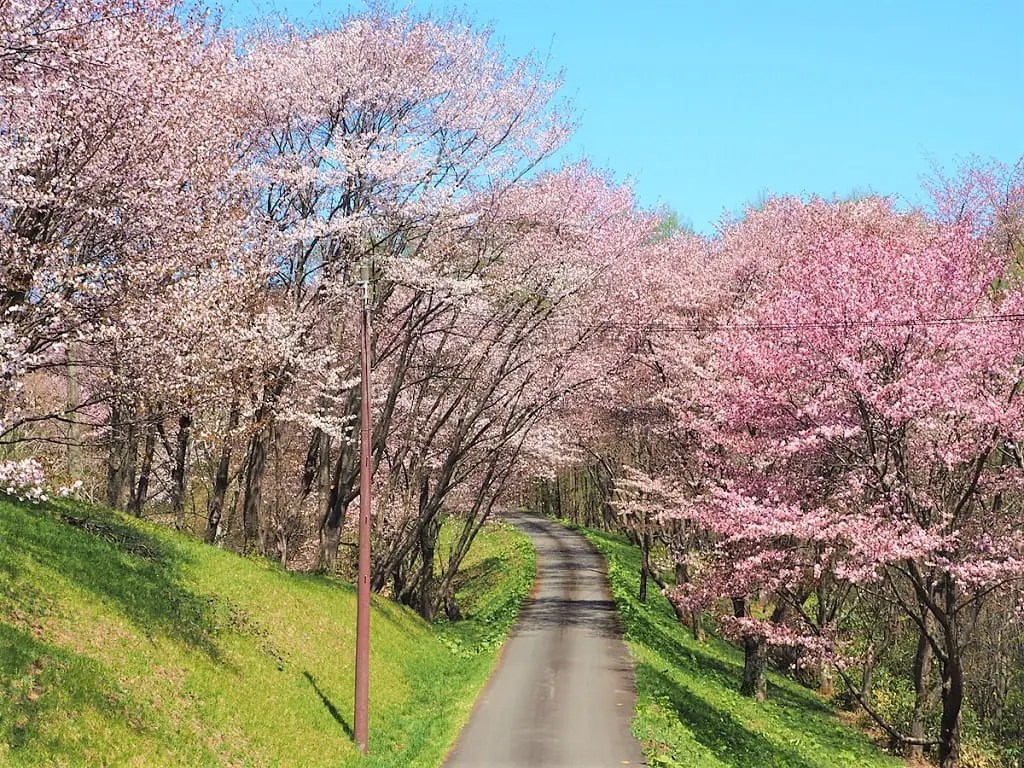 【空知桜の名所】最高の穴場「にわ山森林自然公園」