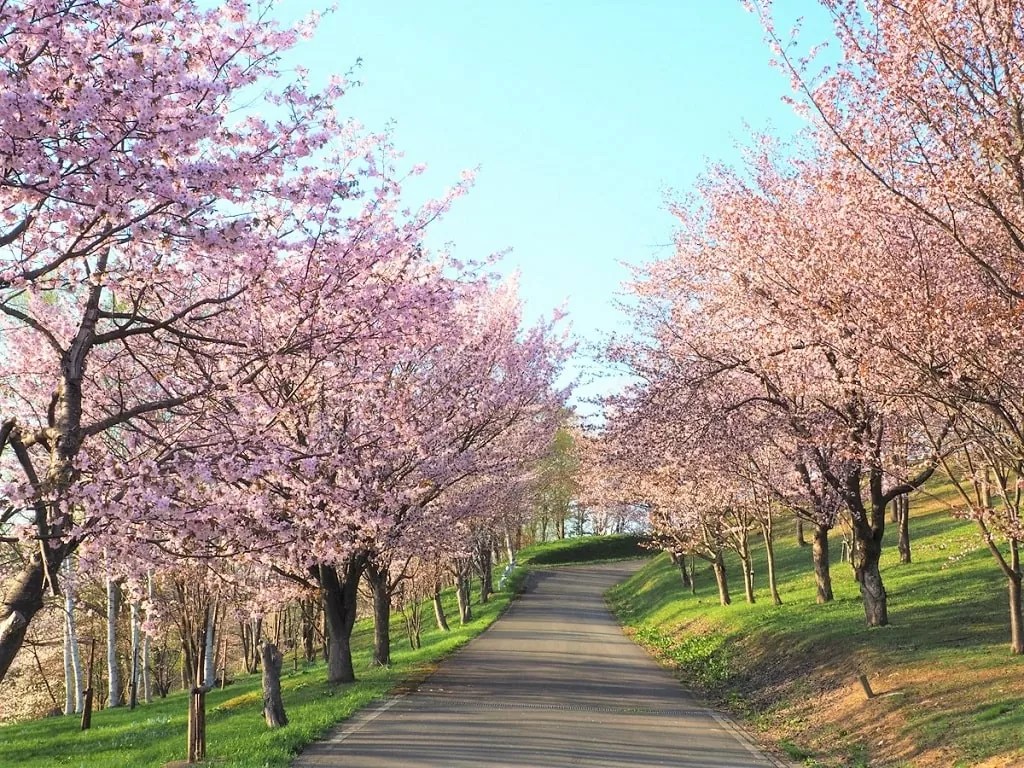 【芦別桜の名所】旭ケ丘公園の見どころやアクセス方法