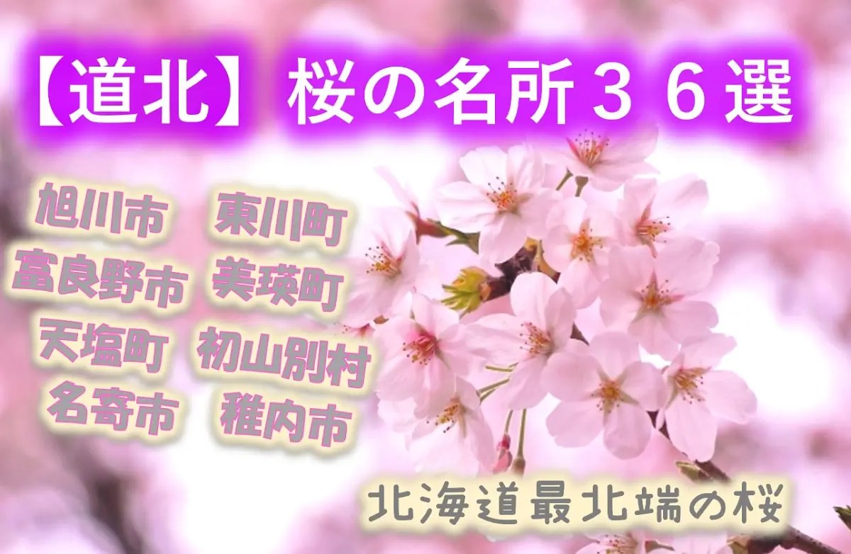 【道北桜の名所36選】旭川に旭山公園！富良野に一本桜！初山別に有明桜ロード！まだまだあります！
