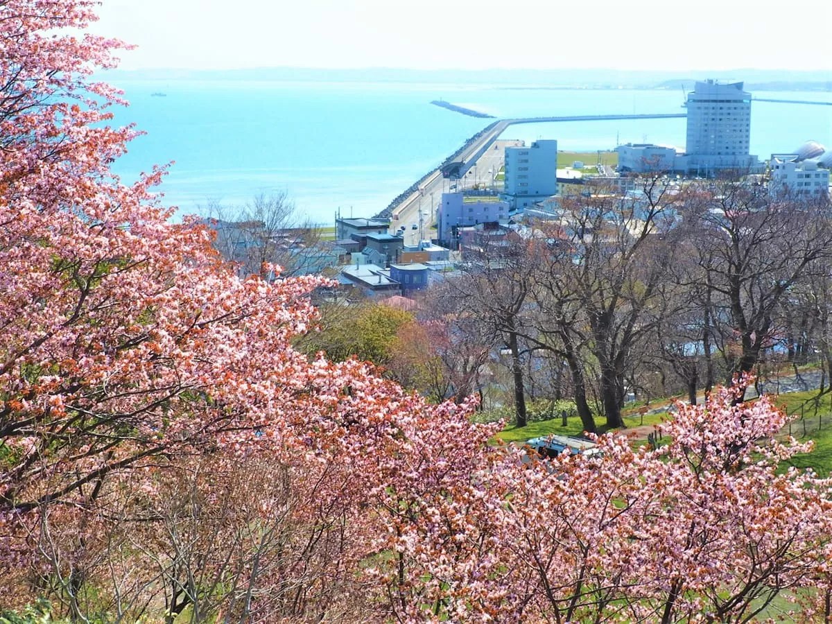 【稚内～留萌・桜の名所】オロロンラインに多数有り！日本最北の桜スポットほか隠れた穴場も紹介