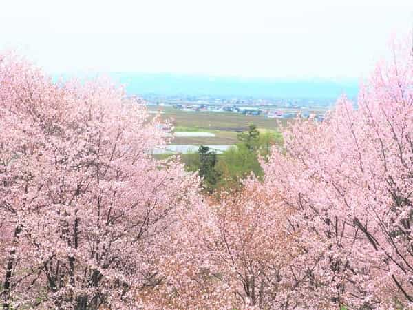 東川町キトウシ森林公園の桜