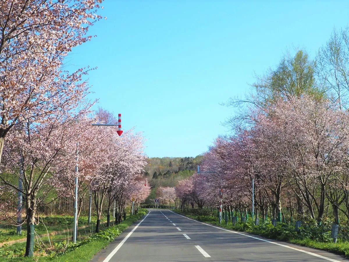 【有明桜ロード】オロロンラインにある超穴場桜名所！初山別村の絶品ふぐ料理もおすすめ