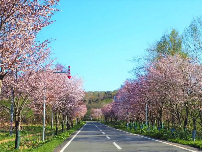 【初山別村】有明桜ロードの桜