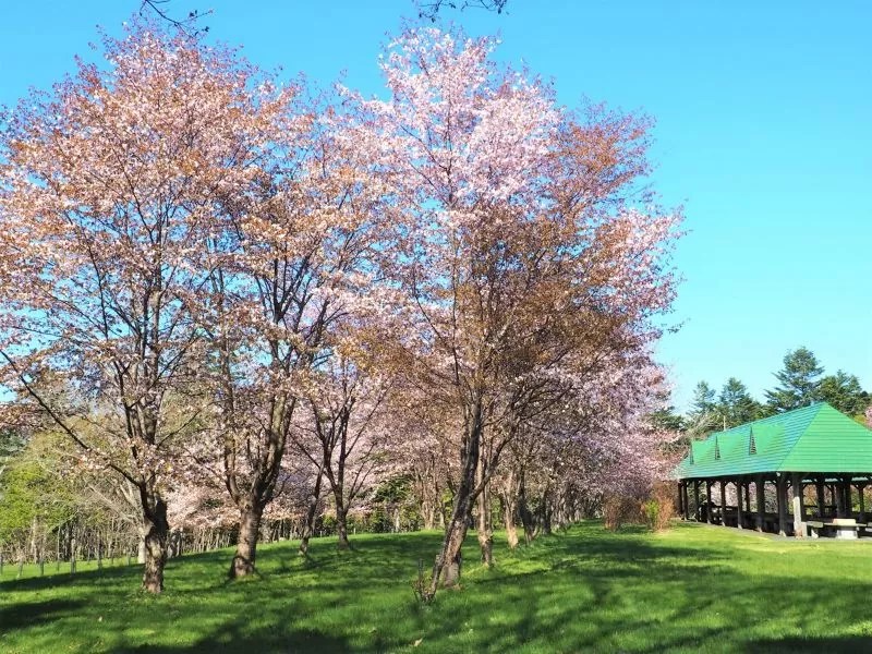 【遠別町】富士見ヶ丘公園の桜