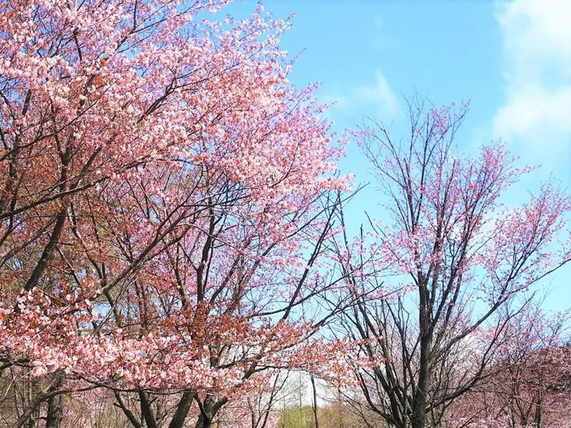 【留萌市】神居岩総合公園の桜情報