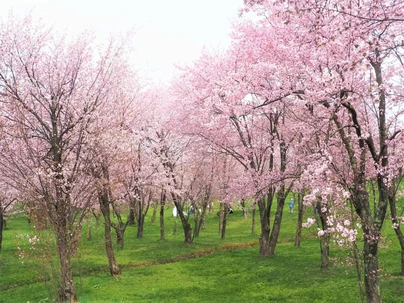 キトウシ森林公園の桜情報