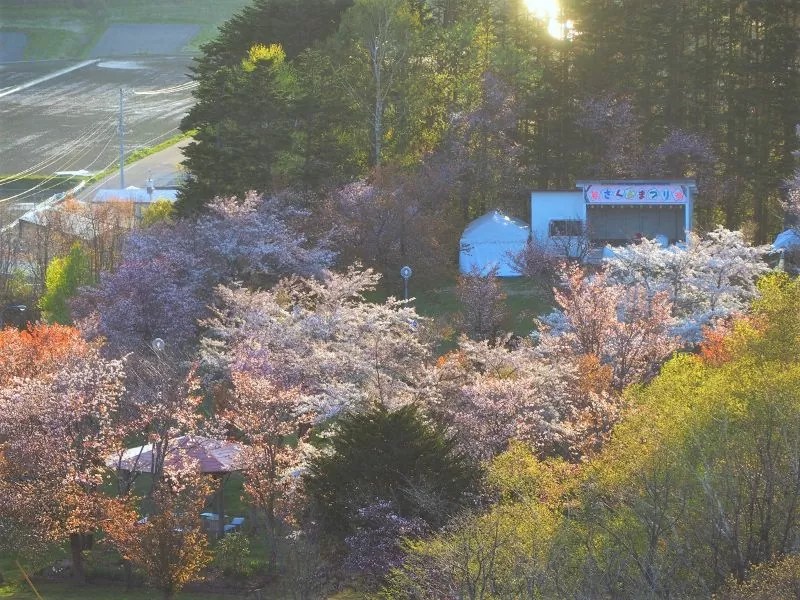 【苫前町】古丹別緑ヶ丘公園の桜