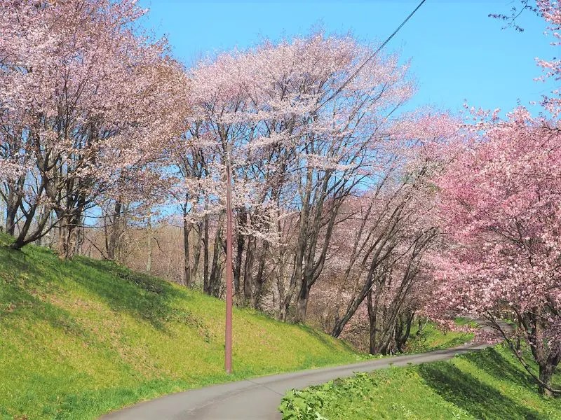 にわ山森林自然公園の見どころ