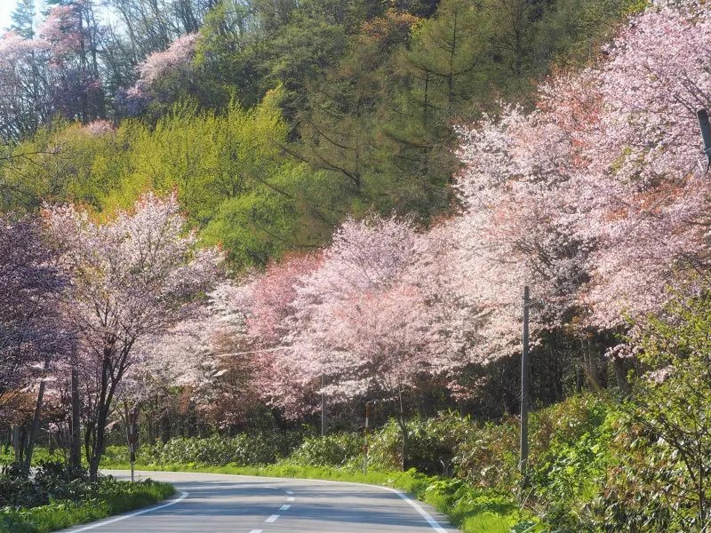 有明桜ロードの桜情報