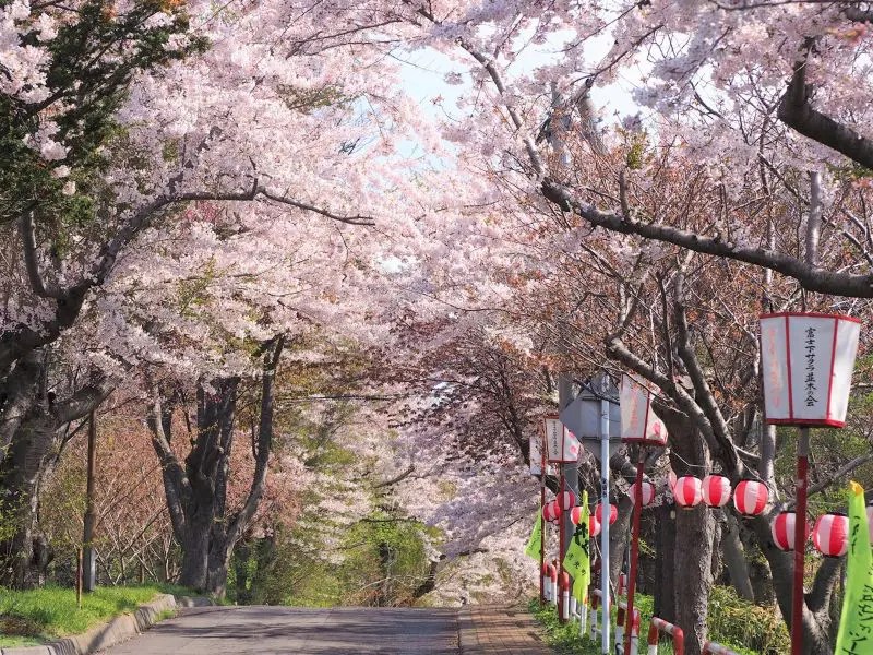 母恋富士下桜並木の見どころ