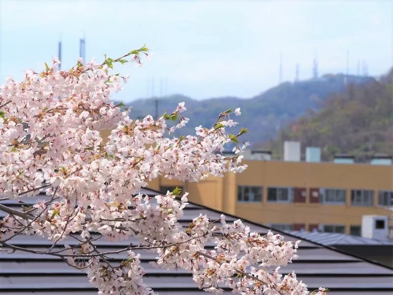 母恋富士下桜並木の桜情報