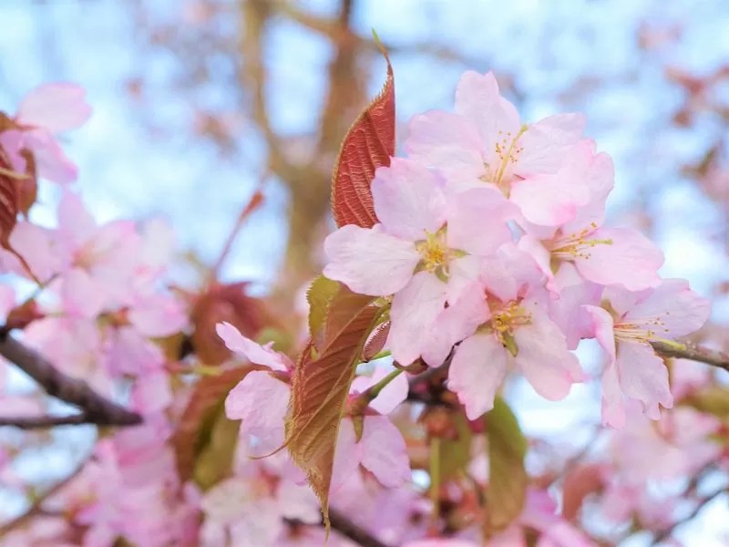 優駿さくらロードの桜情報