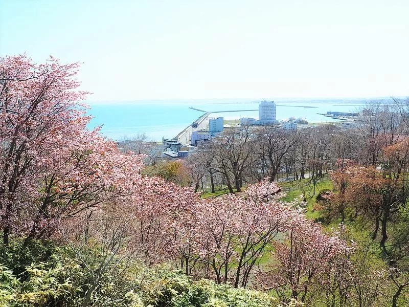 【稚内市】稚内公園の桜